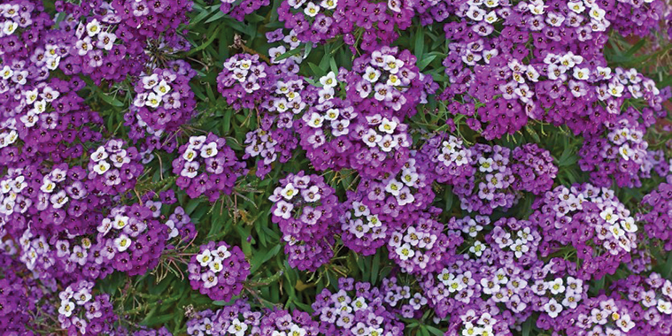 08-Sweet-Alyssum.jpg (452 KB)